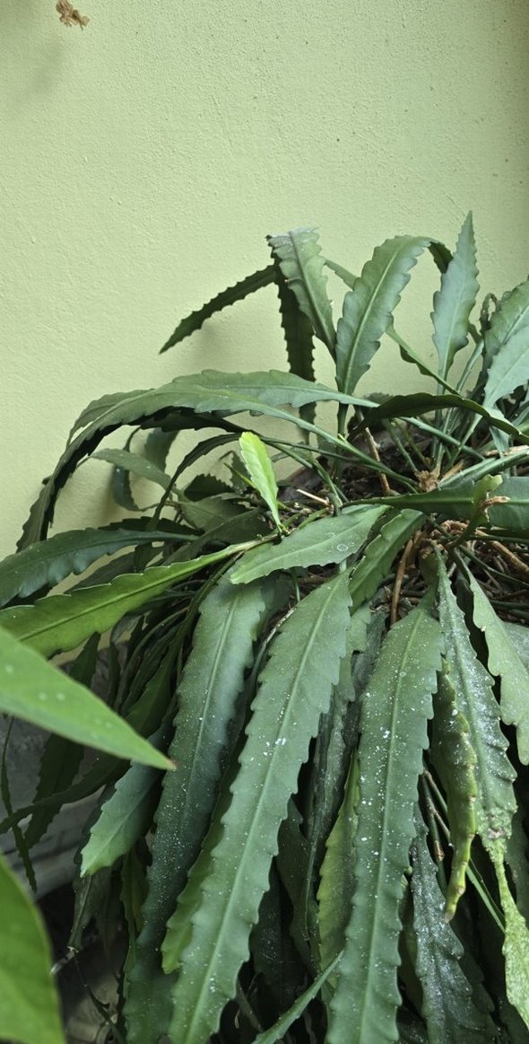 büyük köklü pembe atlas - Görsel 5