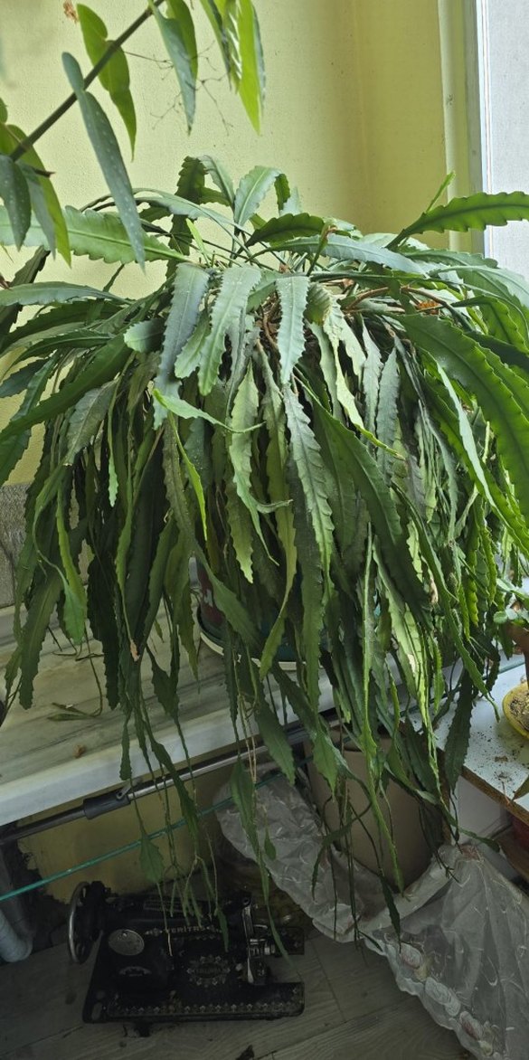 büyük köklü pembe atlas - Görsel 4