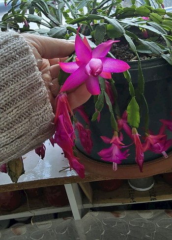 köklü büyük Pembe yılbaşı - Görsel 3