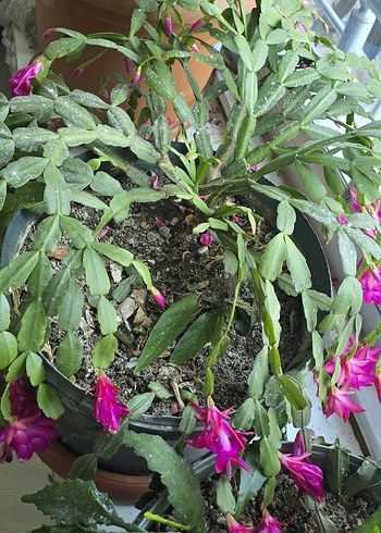 köklü büyük Pembe yılbaşı - Görsel 5