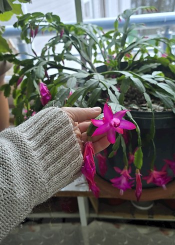 köklü büyük Pembe yılbaşı - Görsel 4