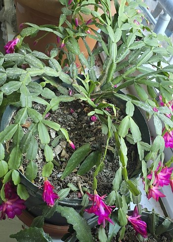 köklü büyük Pembe yılbaşı - Görsel 6