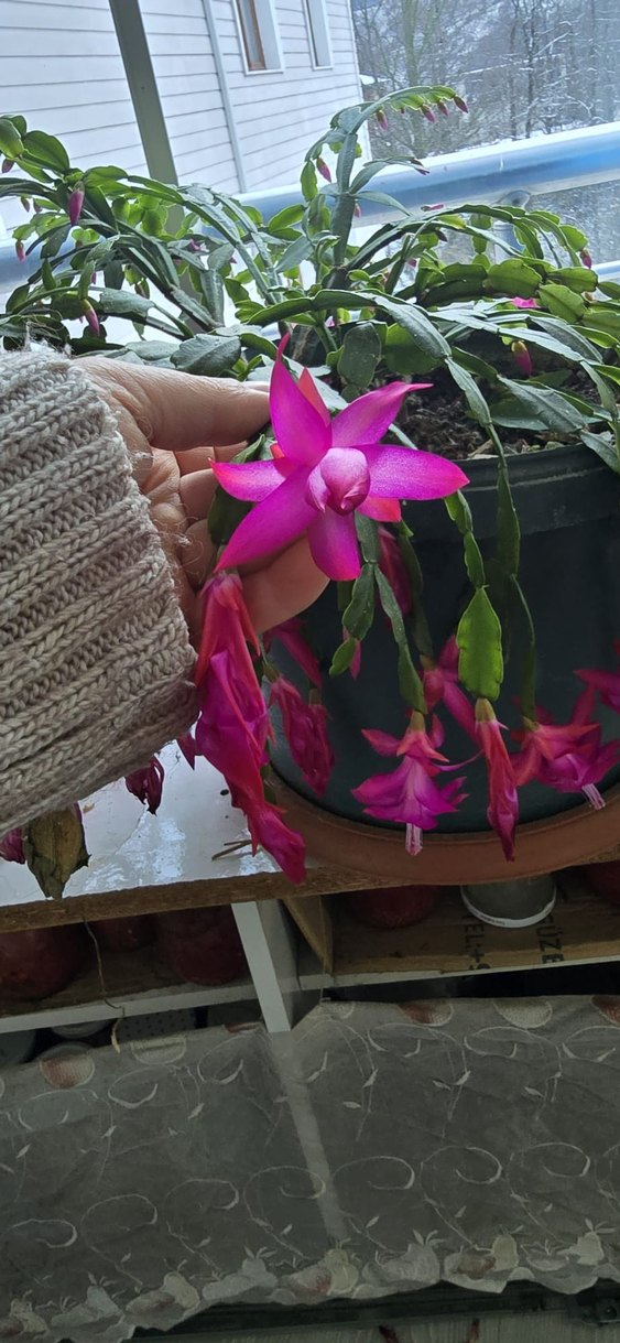 köklü büyük Pembe yılbaşı - Görsel 3