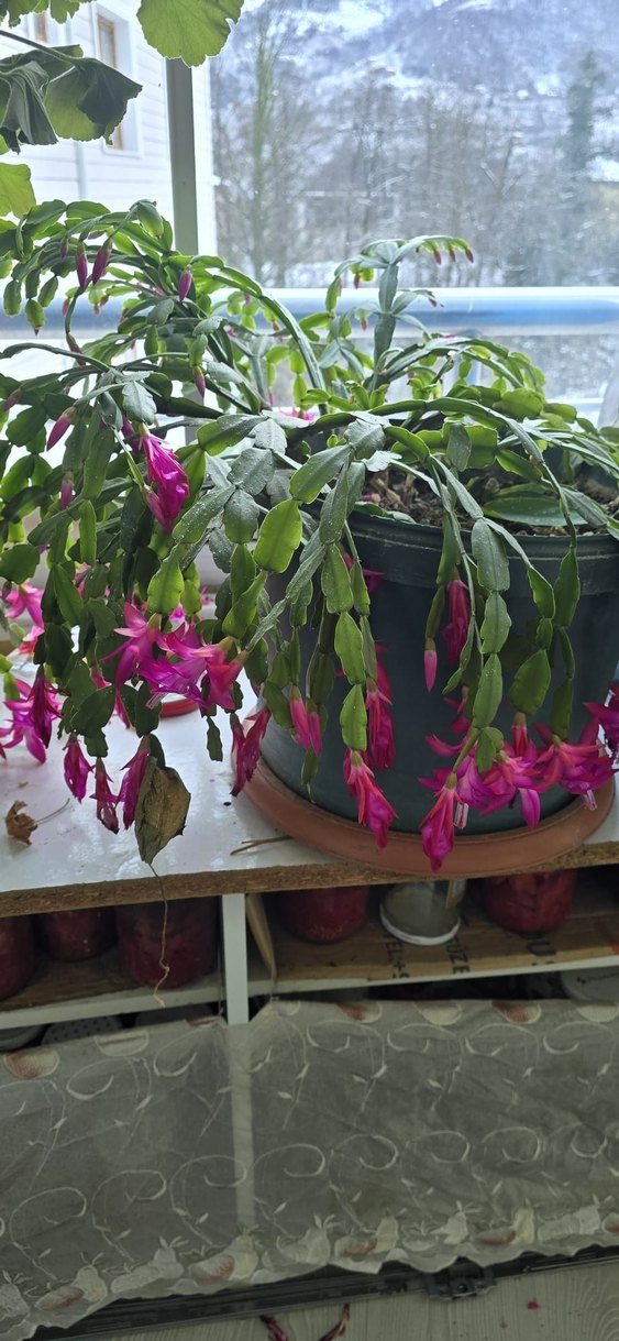 köklü büyük Pembe yılbaşı - Görsel 2