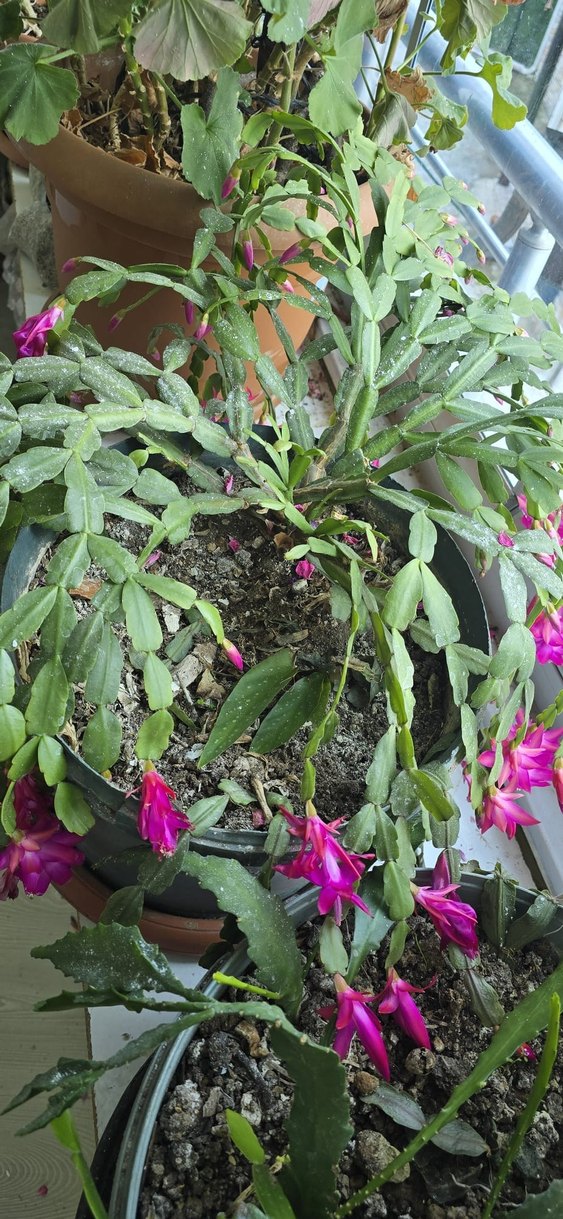 köklü büyük Pembe yılbaşı - Görsel 5