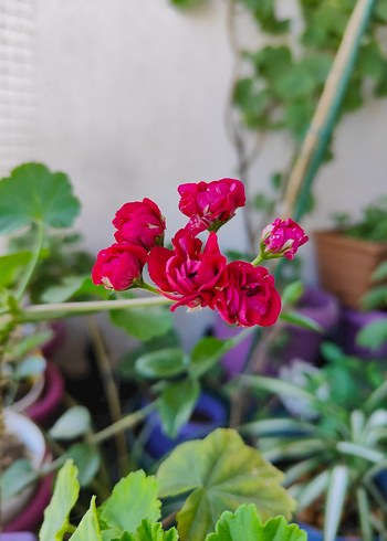 Özel Tür Sardunya ( Bulgarian Rose )
