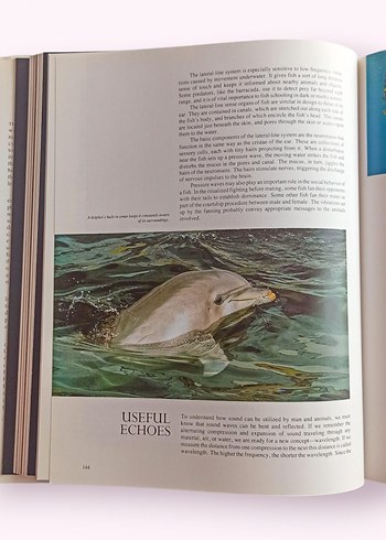 Jacques Cousteau - The Ocean World Kitabı - Görsel 7