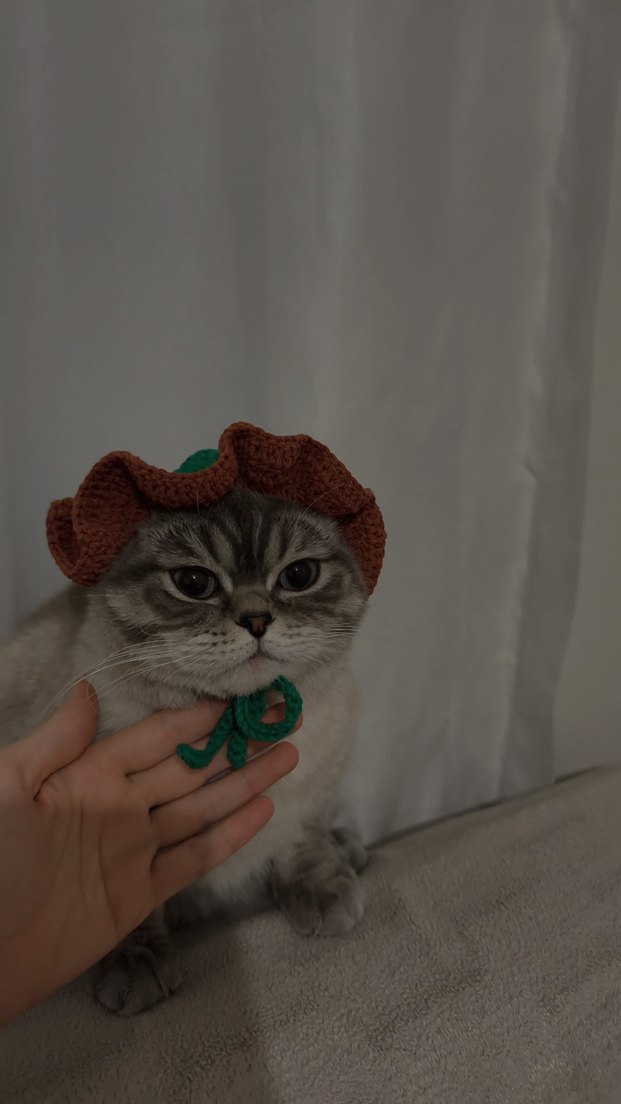 Örgü Kedi Şapkası - Görsel 4