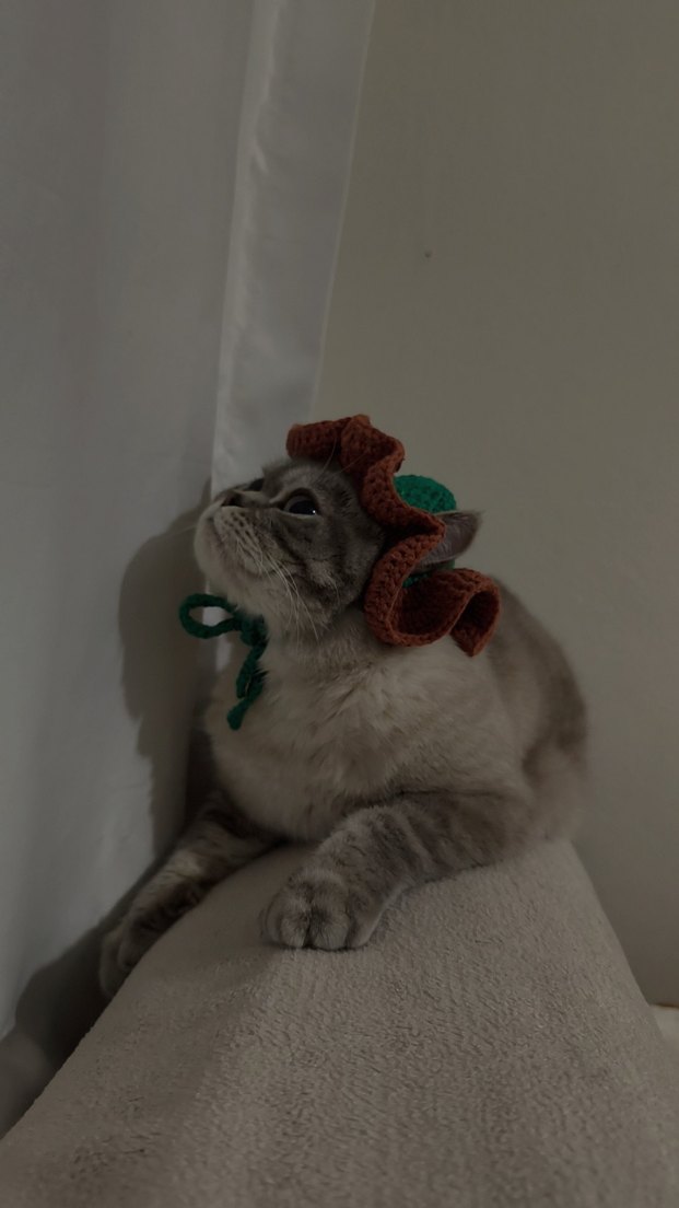 Örgü Kedi Şapkası - Görsel 3