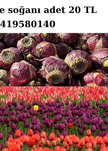 Lale Soğan Satışı