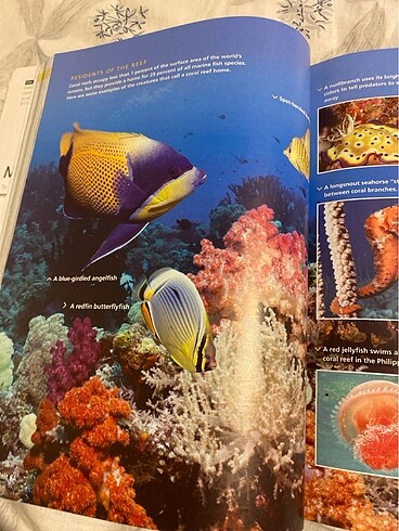 Beden Reading Explorer 2