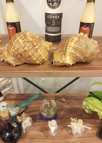 Deniz Kabuklu Dekoratif Sabunluk - Görsel 3