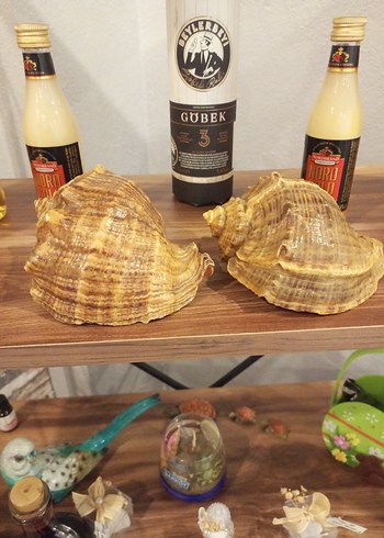 Deniz Kabuklu Dekoratif Sabunluk - Görsel 2