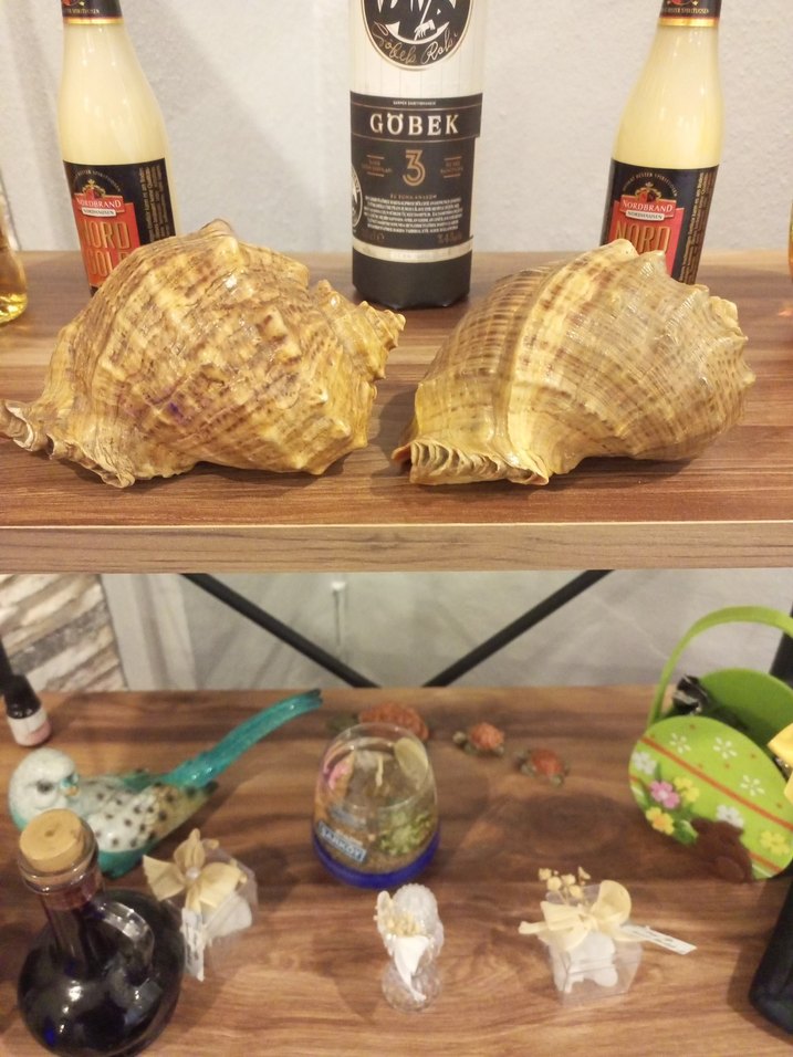 Deniz Kabuklu Dekoratif Sabunluk - Görsel 3