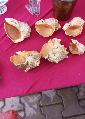 Doğal Deniz Kabukları Dekorasyon Seti - Görsel 2