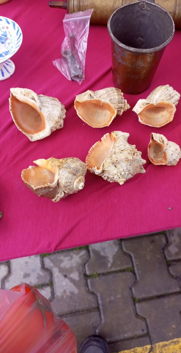 Doğal Deniz Kabukları Dekorasyon Seti - Görsel 2