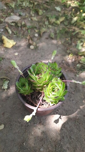 Sempervivum 