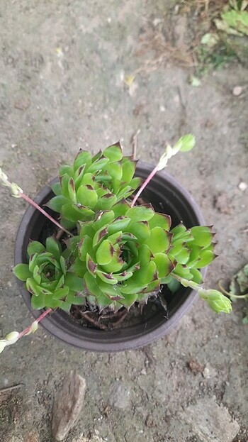  Beden Sempervivum 