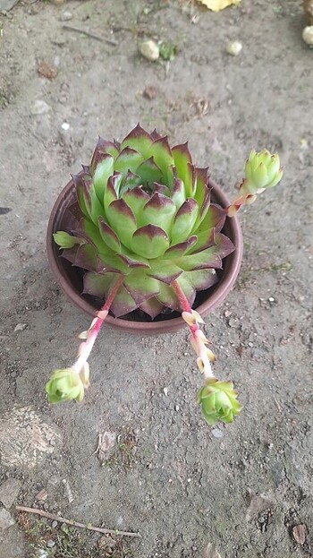 Diğer Sempervivum 