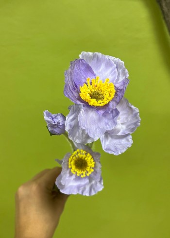 Çiçek Kadın Mor Pileli Çiçek