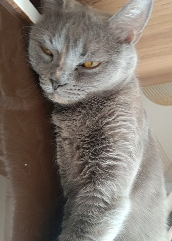 Gri Kedi Aksesuarları - Görsel 3