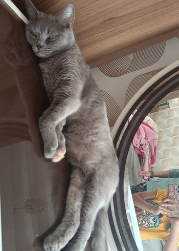 Gri Kedi Aksesuarları - Görsel 2