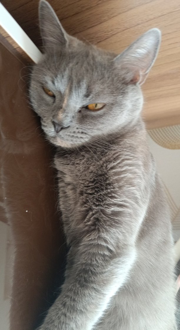 Gri Kedi Aksesuarları - Görsel 3