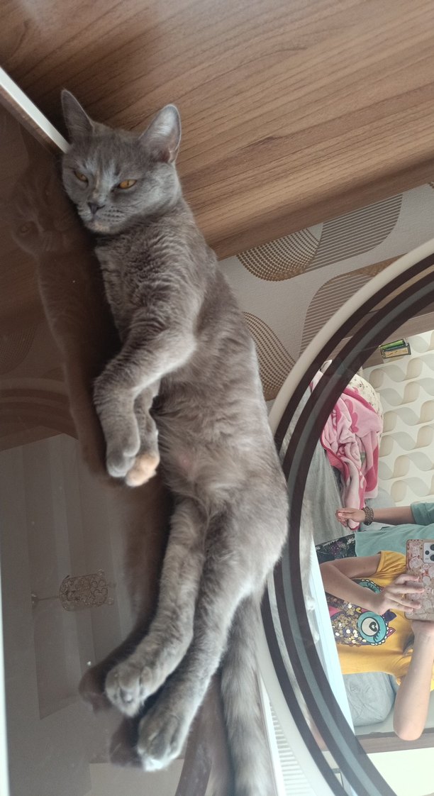 Gri Kedi Aksesuarları - Görsel 2