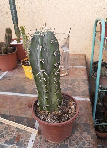 Kaktus sutun