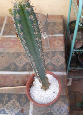  Beden Kaktus