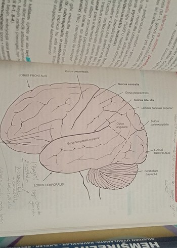 Hemşirelik Esasları Kitap Seti 1 ve 2 - Görsel 8