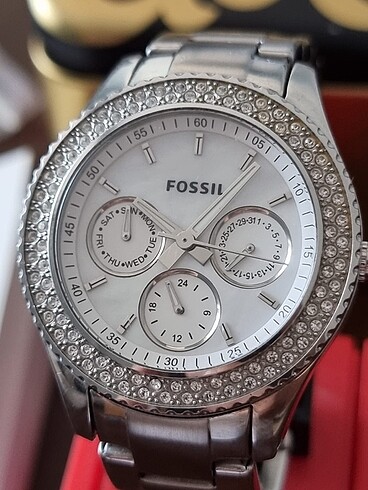 Fossil Fosil bayan saat