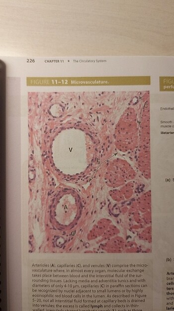 Beden Junqueira Histoloji Textbook