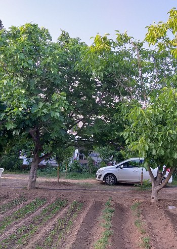 Bej Renkli Gıda Kabı - Görsel 5