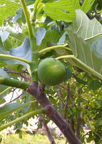 Bej Renkli Gıda Kabı - Görsel 4