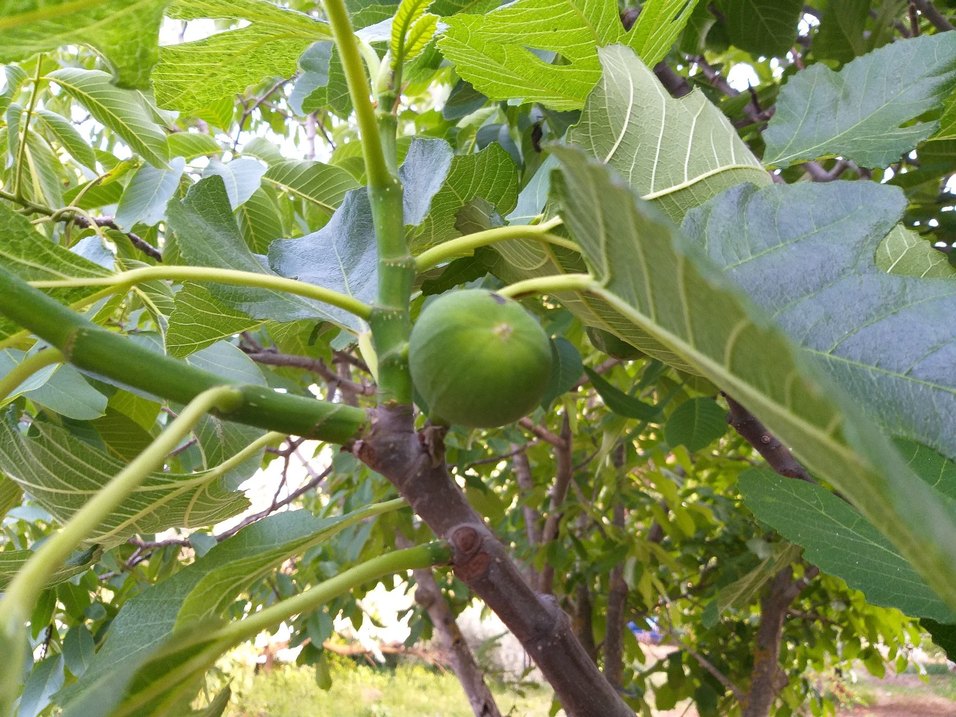Bej Renkli Gıda Kabı - Görsel 4