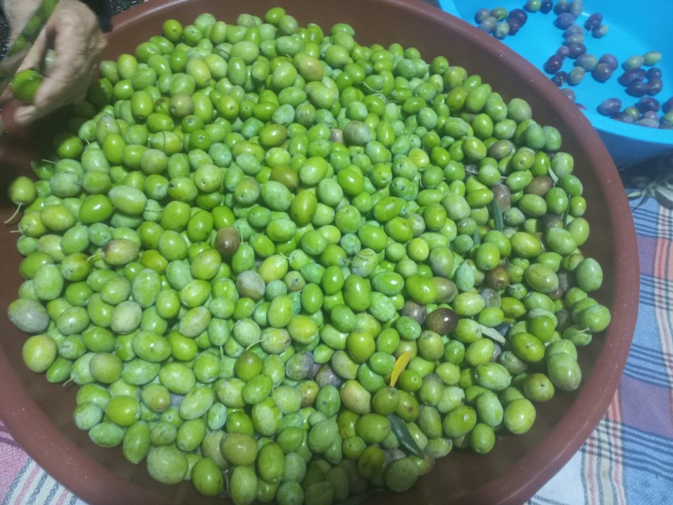 zeytinyagi 0.5 dizem - Görsel 3