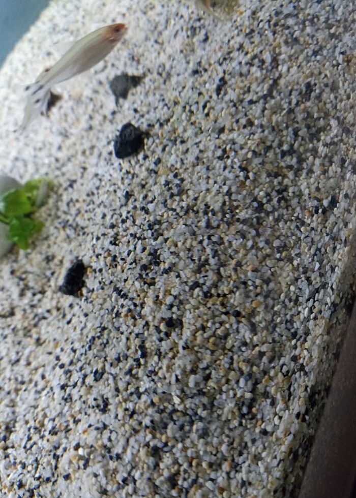 Akvaryum kumu - Görsel 2