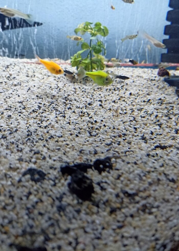 Akvaryum kumu - Görsel 3