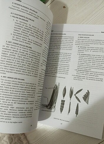  Beden İnsan Anatomisi 