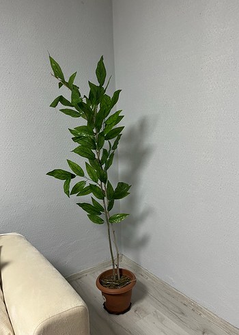 Beden Pastel Yeşil Saksıda Dekoratif Bitki