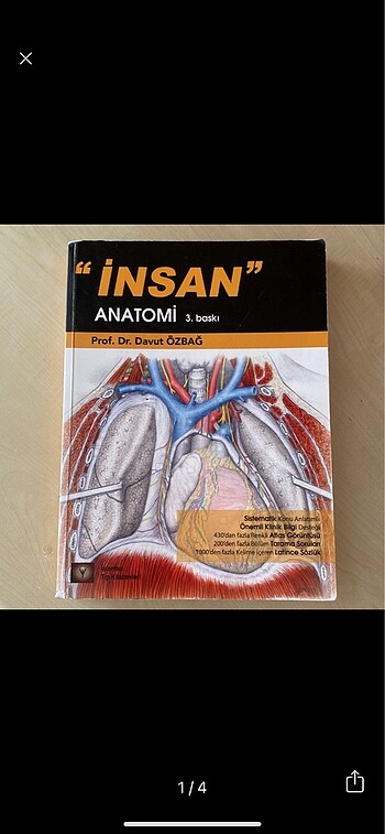 anatomi