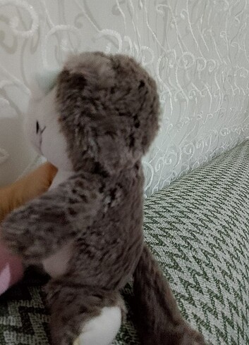 Beden Sevimli kedi