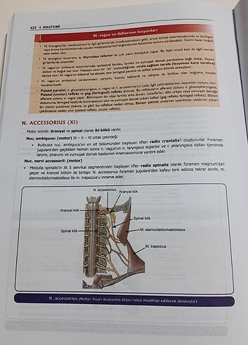 Beden Renk Tusdata Prospektus Anatomi Konu Kitabı