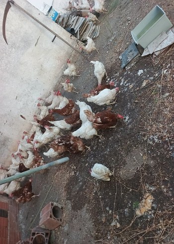 Diğer yumurta tavuğu lohman