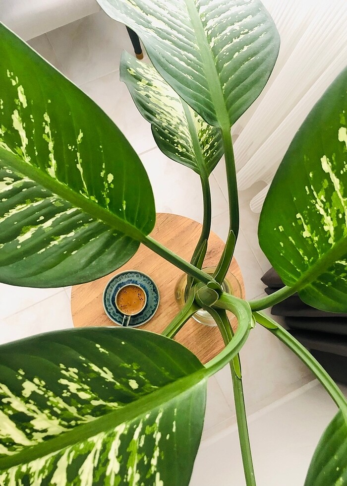 Madame Coco 2 li Fincan Takımı - Görsel 5