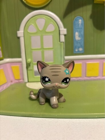shorthair lps
