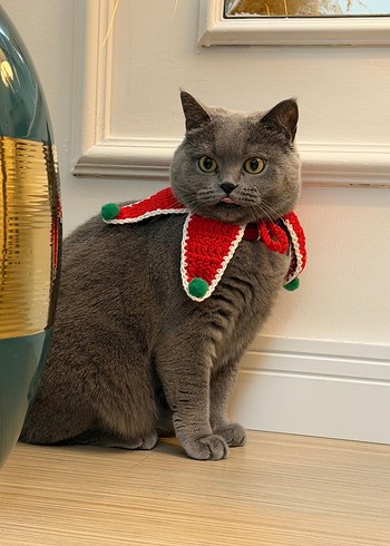 Kırmızı Gri Kedi Aksesuarı - Görsel 3