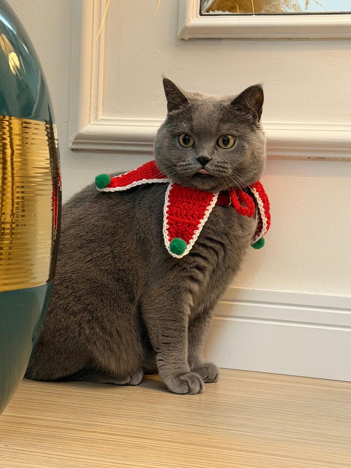 Kırmızı Gri Kedi Aksesuarı - Görsel 3