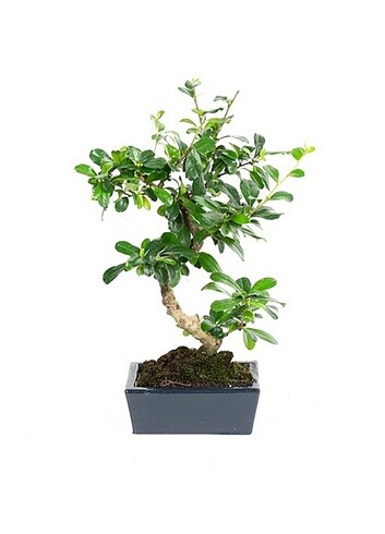 CARMONA BONSAİ (SALON ÇİÇEĞİ)